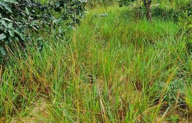 Imagem 15: Fazenda 158 hectares valor 1.120.000