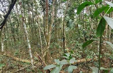 Imagem 9: Terreno de 13,7 hectares a 500 m de estrada de terra