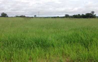 Imagem 5: Fazenda na região do Vale do Araguaia