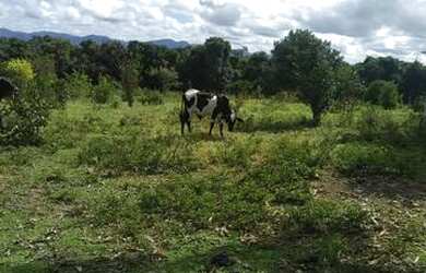 Imagem 5: Vendo fazenda Itamari 5 hectares