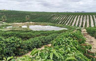 Imagem 10: Sítio com 37,5 hectares, Região de Fazenda Veloso - Ecoporanga ES