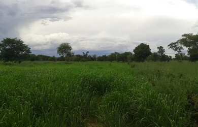 Imagem 11: Excelente Fazenda de 1.500 Hectares em Montes Claros Minas Gerais