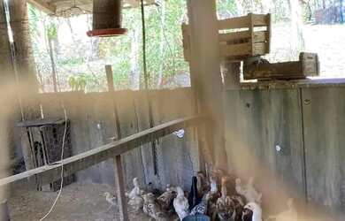 Imagem 15: SITIO RURAL em PORTO FELIZ - SP, porto