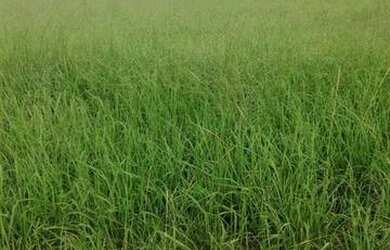 Imagem 7: Fazenda na região do Vale do Araguaia