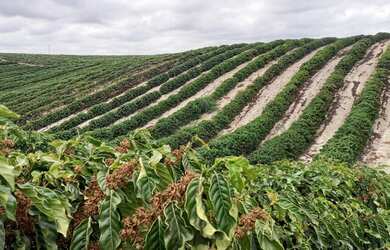 Imagem 3: Sítio com 37,5 hectares, Região de Fazenda Veloso - Ecoporanga ES
