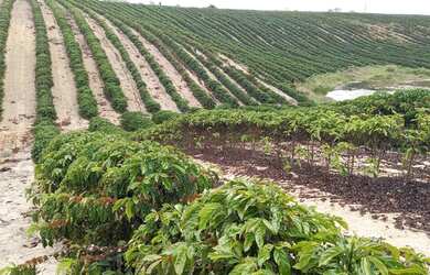 Imagem 7: Sítio com 37,5 hectares, Região de Fazenda Veloso - Ecoporanga ES