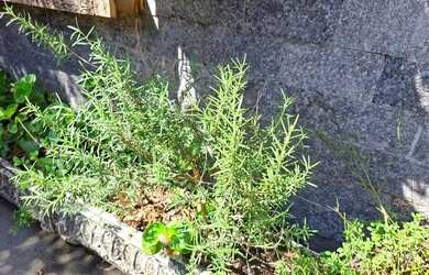 Imagem 13: F1062 Casa Duplex em Condomínio, em Arsenal - Fator Imóveis