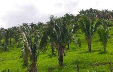 Imagem: A fazenda possui 337m² de Área e está localizado em Niquelândia