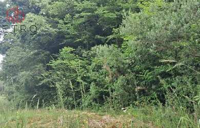 Imagem 6: Sítio à Venda em Gramado