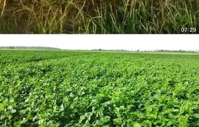 Imagem: A fazenda está localizado em Uberlândia, MG à venda por
