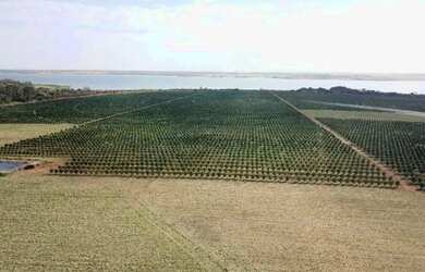 Imagem 7: fazenda de 158,33 hectares na região da cidade de Votuporanga
