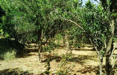 Imagem 6: Fazenda 53 Alqueires 20 km Niquelândia Goiás