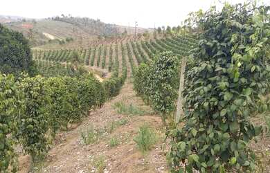 Imagem 16: Sítio com 37,5 hectares, Região de Fazenda Veloso - Ecoporanga ES