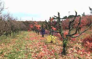 Imagem 13: Terreno à venda, 559 m² por R$ 699.000,00 - Monte Bérico - Caxias do Sul/RS