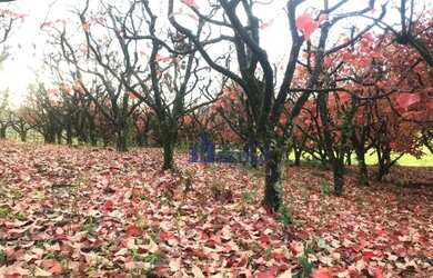 Imagem 3: Terreno à venda, 559 m² por R$ 699.000,00 - Monte Bérico - Caxias do Sul/RS