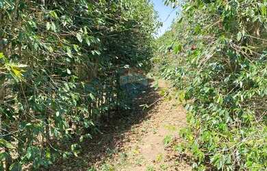 Imagem 7: Fazenda Morro Grande - 215 hectares com café ,agua abundante e potencial...