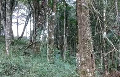 Imagem 6: Terreno Agudos do Sul. 2.900m² de Área