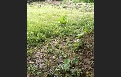 Imagem 5: .Uma fazenda 170 alqueires 52 km de Porto