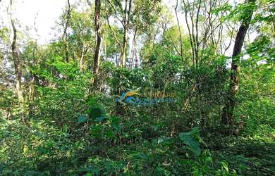 Imagem 4: Chácara à venda, 24200 m² por R$ 350.000,00 - São João Doeste - Cascavel/PR