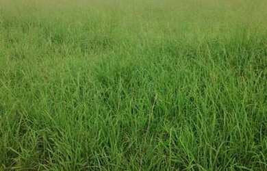 Imagem 8: Fazenda na região do Vale do Araguaia