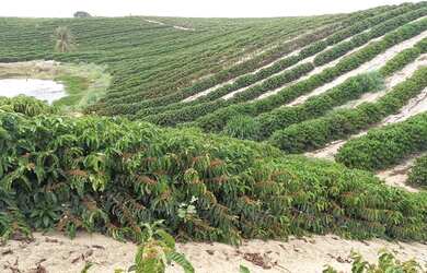 Imagem: A fazenda possui 375.000m² de Área e está localizado em