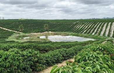 Imagem 11: Sítio com 37,5 hectares, Região de Fazenda Veloso - Ecoporanga ES