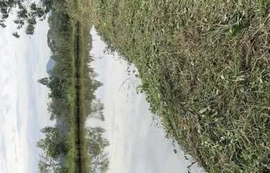 Imagem 6: Chácara com casa e açude no Arroio da Bica, 500m do asfalto (área nobre plana