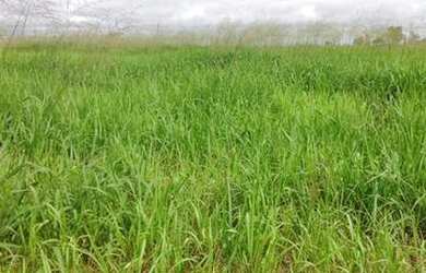 Imagem 2: Fazenda na região do Vale do Araguaia