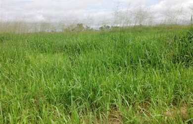 Imagem 10: Fazenda na região do Vale do Araguaia