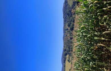 Imagem 1: Fazenda de 255 há em Bom Sucesso MG