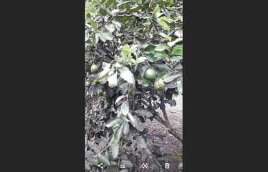 Imagem: A fazenda está localizado em Ipiaú, BA à venda por R$350