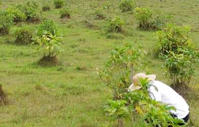 Imagem 12: Fazenda no Pará 640 alqueires com 450 em pasto por R$28.160/alqueire