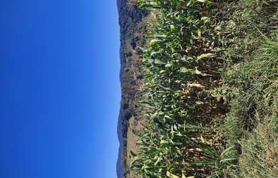 Imagem 7: Fazenda de 255 há em Bom Sucesso MG