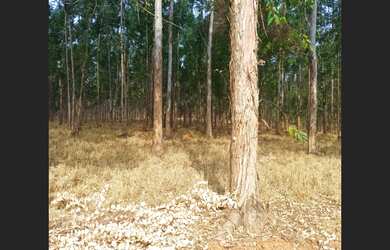 Imagem 10: Fazenda de 711 ha em Curvelo