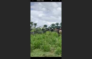 Imagem 14: fazenda 1.300 Hectares por R$4,5 milhoes 50 documentada no Pará