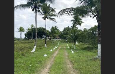 Imagem 9: Fazenda em jaguaripe. 1.000.000m² de Área, 4 Vagas na garageme3 Dormitórios