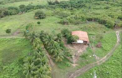 Imagem 3: FAZENDA EM GUAIUBA 97 HECTARES