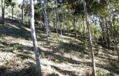 Imagem 12: Ótimo terreno em Itaipava Petrópolis/RJ