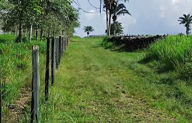 Imagem 4: Fazenda 160 alqueires pra gado na região de Paragominas-PA por R$40 mil...