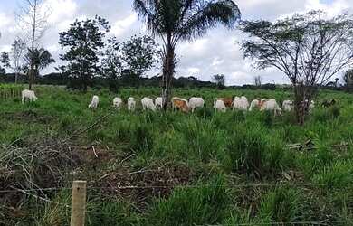 Imagem: A fazenda possui 1125000-0m² de Área e está localizado em