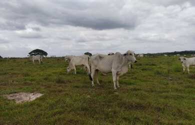 Imagem 10: Fazenda no Pará 640 alqueires com 450 em pasto por R$28.160/alqueire