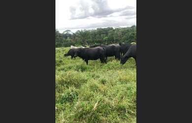 Imagem: A fazenda possui 14520000-0m² de Área e está localizado em