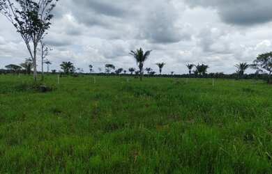 Imagem 14: 240 alqueires prontos a 120km de Belém-PA R$15 milhões aceita parcelamento