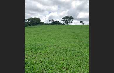 Imagem 7: FAZENDA 45 KM CAIAPONIA-GO