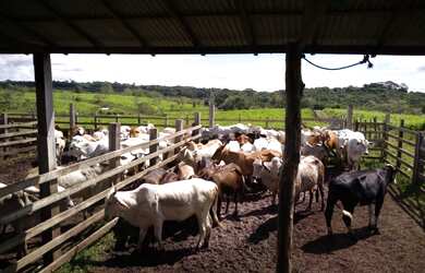 Imagem: A fazenda possui 117m² de Área e está localizado em RO à