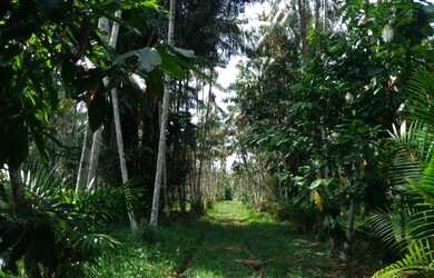 Imagem: A fazenda possui 1040000-0m² de Área e está localizado em