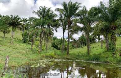 Imagem 2: Fazenda em jaguaripe. 1.000.000m² de Área, 4 Vagas na garageme3 Dormitórios