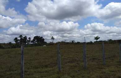 Imagem 13: 400 hectares com pasto pra gado no Pará por R$2 milhões fica passando...