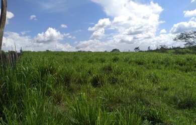 Imagem 3: 300 hectares fazenda a 130 km de Belém toda documentada por R$3 milhões