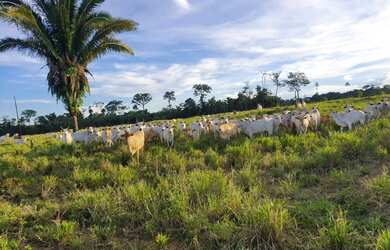 Imagem 6: Fazenda em União Bandeirantes